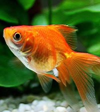 Sonhar com peixe
