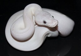 Cobra branca