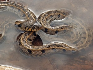 Cobra dentro d'água