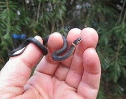 Mão segurando cobra pequena