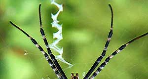 Sonhar com aranha