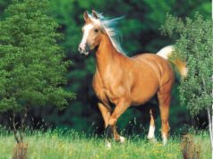 Cavalo