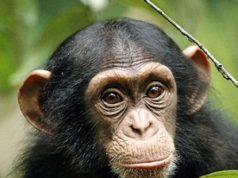 Macaco