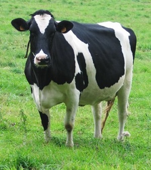 Vaca