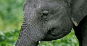 Elefante adulto e filhote de elefante