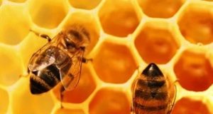 Duas abelhas numa colméia