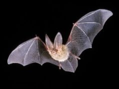 Morcego voando