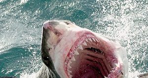 Tubarão de boca aberta