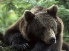Urso