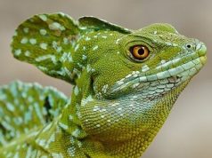 Lagarto verde