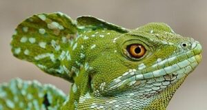 Lagarto verde