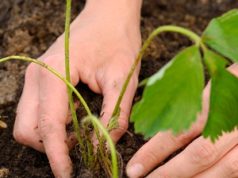 Mãos plantando muda na terra