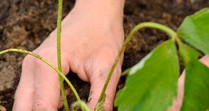 Mãos plantando muda na terra