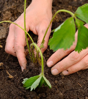 Mãos plantando muda na terra