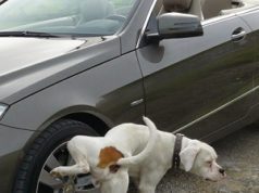 Cachorro fazendo xixi em roda de carro