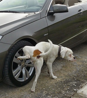 Cachorro fazendo xixi em roda de carro