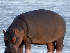 Hipopótamo na grama