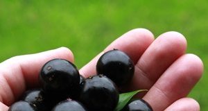 Sonhar com jabuticaba