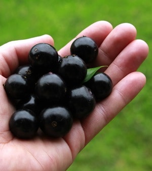 Sonhar com jabuticaba