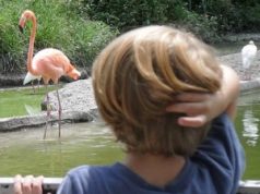 Criança observando flamingo
