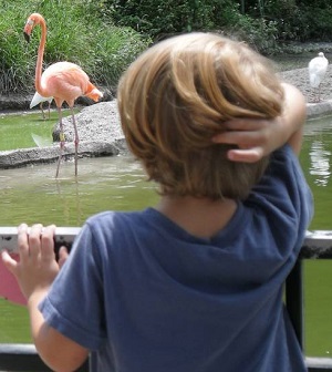 Criança observando flamingo