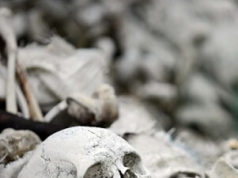 Crânio e ossos espalhados