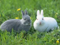 Dois coelhos na grama
