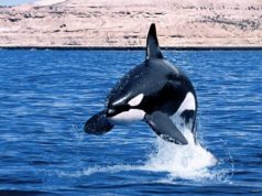 Baleia orca
