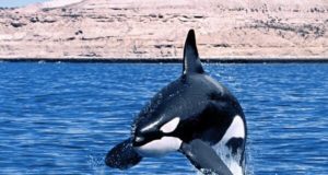 Baleia orca