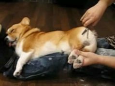 Cachorro dormindo