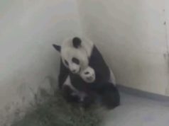 Panda ninando filhote