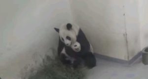 Panda ninando filhote
